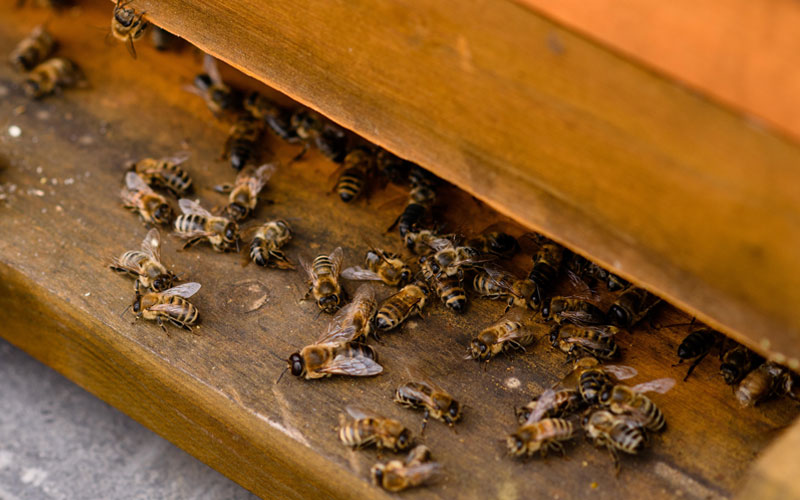 Bienen_800x500